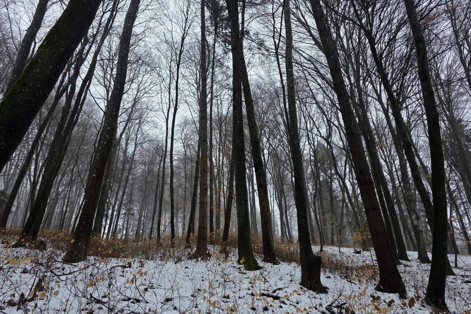 Waldgrundstück, Gewerbeobjekt-kauf, 9.400,€, 8382 Jennersdorf