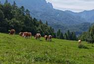 "Hof zur Steinwänd" Gasthof und Bauernhof mit Fremdenzimmern - Wald und Wiesen!