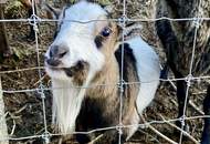 FRISCH SANIERT! NATURNAHES FAMILIENIDYLL - PREISGÜNSTIGE 3-ZIMMER-WOHNUNG MIT PARKPLATZ AN DER STADTGRENZE