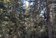 Waldgrundstück in Hüttschlag – ca. 40.000 m² Natur & Wert