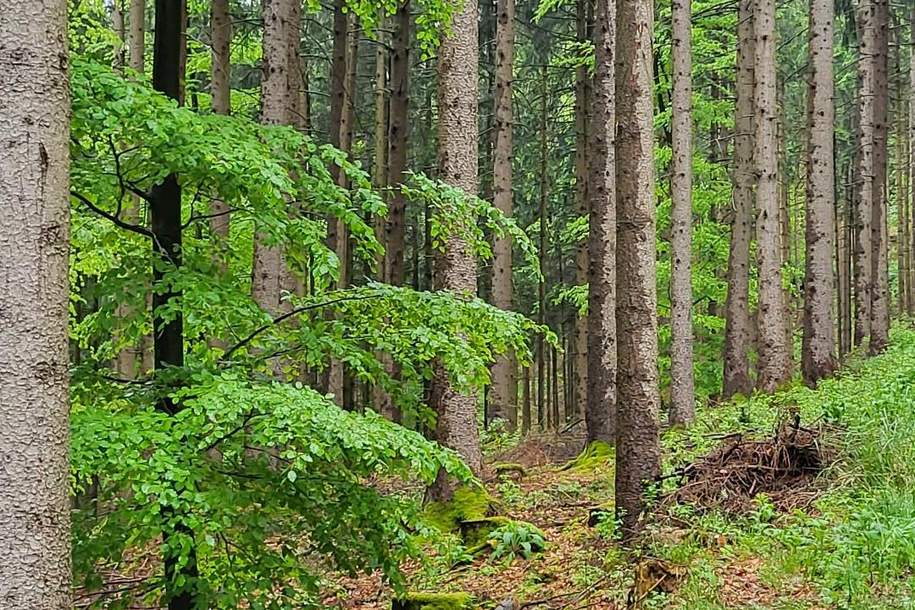 Wirtschaftswald im Grenzgebiet Salzburg/OÖ!, Gewerbeobjekt-kauf, 5204 Salzburg-Umgebung