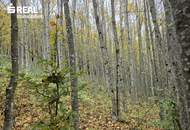 Mischwald zu verkaufen