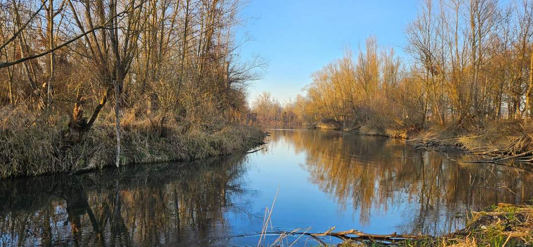 Naturjuwel mit Wald neben Ausee Asten