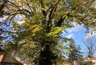 Parkähnliches Baugrundstück in historischer Villenlage Baden bei Wien (Provisionsfrei)