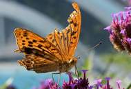"BUTTERFLY PARADISE – EIGENGRUND &amp; HAUS IM 2. BEZIRK!"