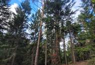 Wald zu verkaufen – 2 gepflegte Parzellen à ca. 4 ha (insgesamt ca. 8,3 ha) im südlichen Waldviertel