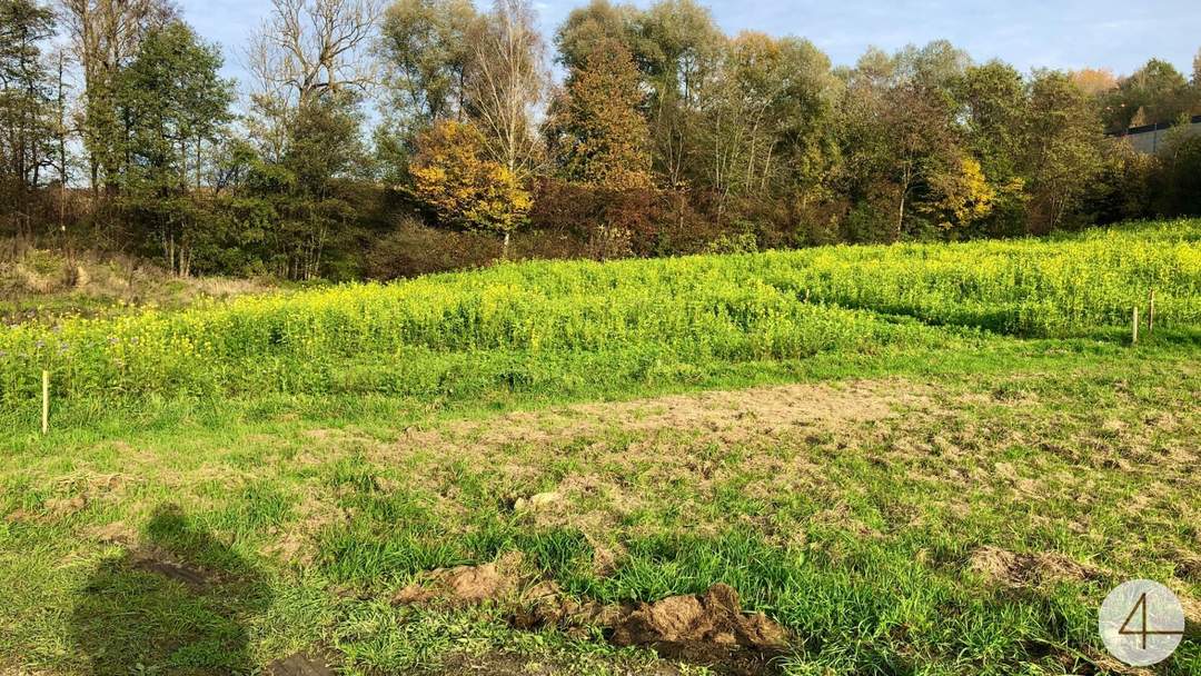 Ebenes Baugrundstück in Siedlungslage + 5000 m2 Grünland