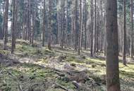 Wald