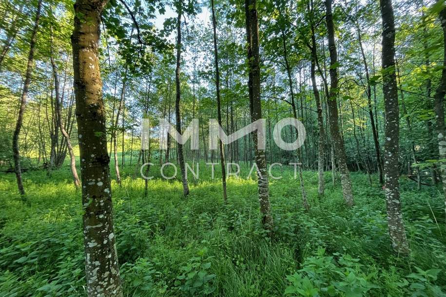 Erholung pur im eigenen Wald mit Bach und Wiese, Grund und Boden-kauf, 34.500,€, 3321 Amstetten