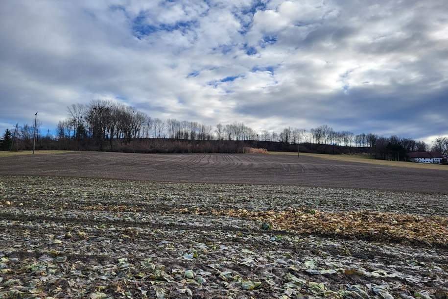 Landwirtschaftlicher Nutzgrund in Alkoven, Grund und Boden-kauf, 234.000,€, 4072 Eferding