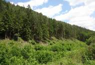 GUT ERSCHLOSSENER WALD, ZUR NACHHALTIGEN NUTZUNG UND ANLAGEZWECKEN!