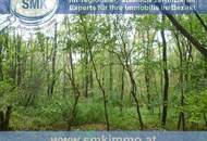 Weinkeller mit riesen Waldgrundstück Nähe A5!