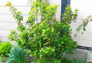 Wunderschönes Haus in Krenglbach - mit Pool und in Grünlage!