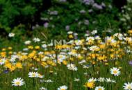 GrünGeborgen: Ideale Anlegerwohnung in Neubauprojekt - provisionsfrei!