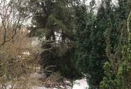 Rarität im Wienerwald!