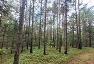Wald zu verkaufen – 2 gepflegte Parzellen à ca. 4 ha (insgesamt ca. 8,3 ha) im südlichen Waldviertel
