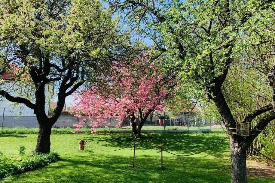 TOP-Preis! Frühlingserwachen im eigenen Gartenparadies, Haus-kauf, 380.000,€, 2130 Mistelbach