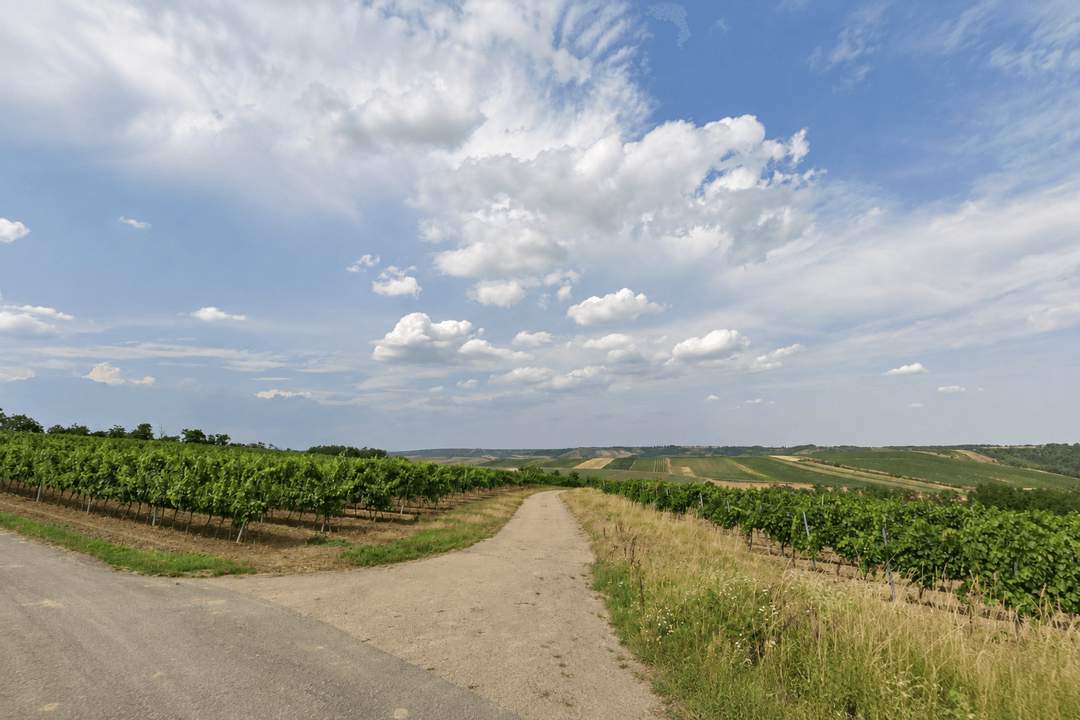 Landwirtschaftliche Grundstücke mit insgesamt 6.003 m² in Hadres !