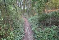 Verwilderter, mit alten Sorten bestückter Obstgarten im Moment als Wald gewidmet mit RODUNGSBESCHEID