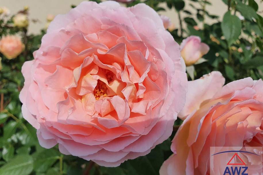 Holzhausen - Vermiete Single-, Pärchenwohnung in einem schönen Bauernhof!, Wohnung-miete, 4615 Wels-Land