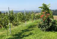 IN SLOWENIEN! Winzerhaus mit Weingarten und Blick bis zum Horizont!