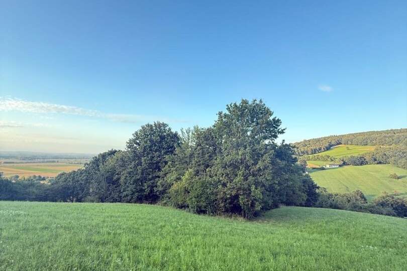 Verwilderter, mit alten Sorten bestückter Obstgarten im Moment als Wald gewidmet mit RODUNGSBESCHEID, Grund und Boden-kauf, 39.000,€, 3433 Tulln