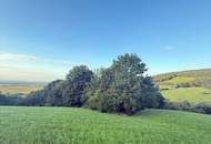 Verwilderter, mit alten Sorten bestückter Obstgarten im Moment als Wald gewidmet mit RODUNGSBESCHEID