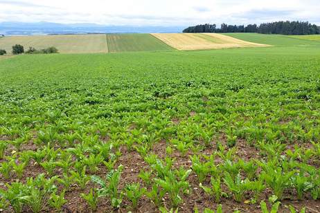 NEUES JAHR - NEUER ACKER, Grund und Boden-kauf, 440.000,€, 3386 Sankt Pölten(Land)