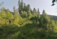 Wald in Steinhaus