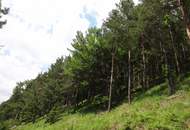 GUT ERSCHLOSSENER WALD, ZUR NACHHALTIGEN NUTZUNG UND ANLAGEZWECKEN!