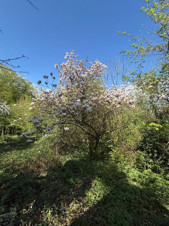 1170 / Idyllisches GRUNDSTÜCK (KLG) Eselstiege