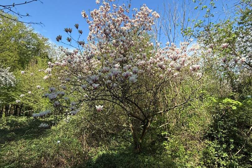 1170 / Idyllisches GRUNDSTÜCK (KLG) Eselstiege, Grund und Boden-kauf, 299.000,€, 1170 Wien 17., Hernals