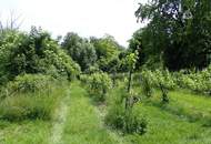 SELTENE GELEGENHEIT: WEINGÄRTEN IN ENGELMANNSBRUNN, FELS AM WAGRAM, RUPPERSTHAL UND THÜRNTHAL - WEINGARTEN, LANDWIRTSCHAFTLICHE FLÄCHE