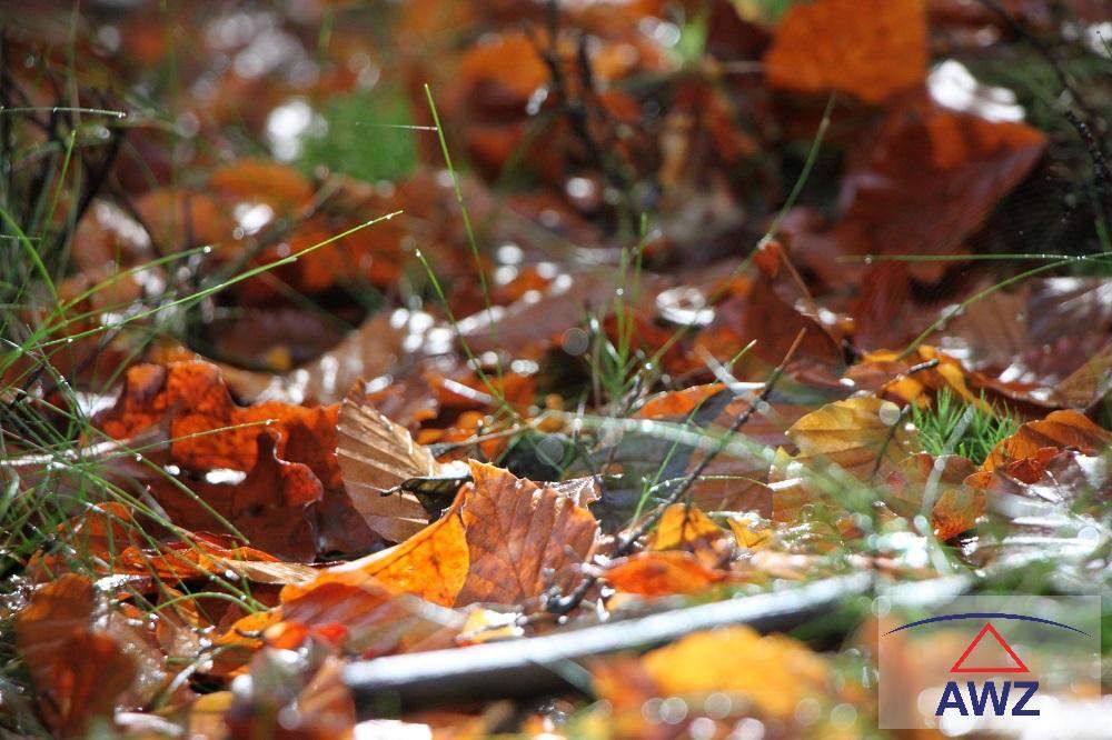 Naturwald für Naturliebhaber!