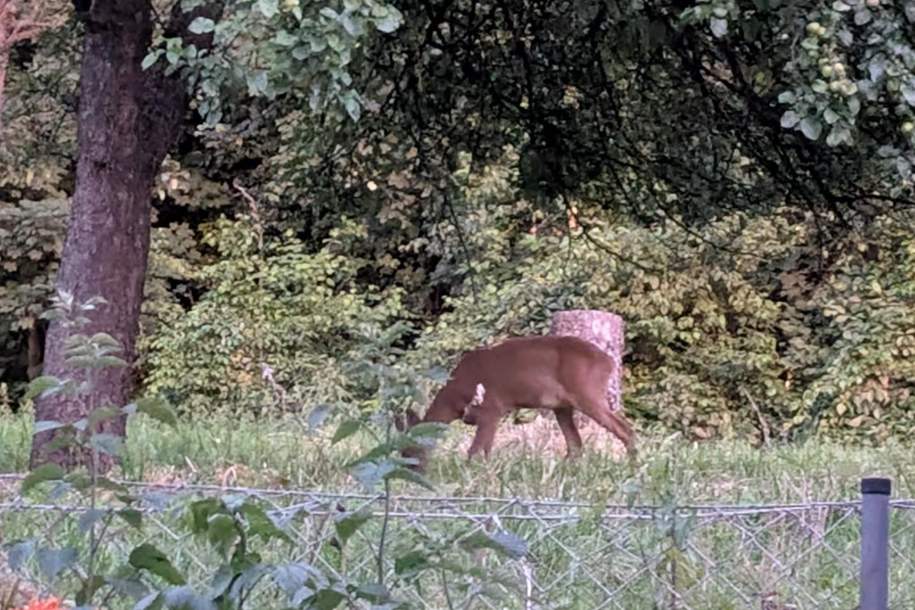 Wollen Sie in der Natur leben und Rehe vom eigenen Garten beobachten ?, Wohnung-kauf, 314.000,€, 4020 Linz(Stadt)