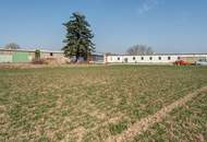 GIGANTISCH gesucht? HIER RICHTIG