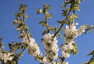 Sonnige 4 Zi Gartenwohnung in Ruhelage (S-Bahn Liesing Nähe) mit Garage