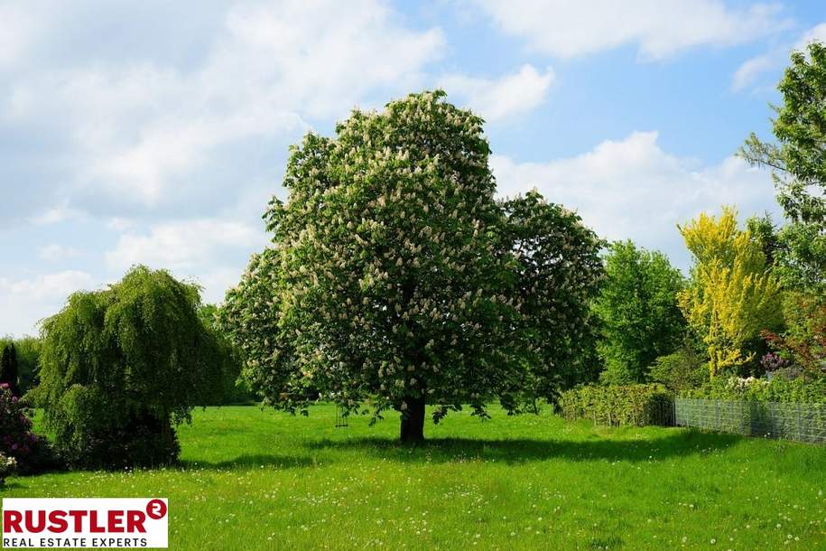 *Ideales Baugrundstück in Mauers begehrter Lage*, Grund und Boden-kauf, 995.000,€, 1230 Wien 23., Liesing