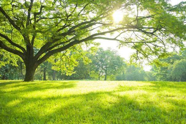 WIESEN- & WALDGRUNDSTÜCKE, Grund und Boden-kauf, 125.000,€, 3202 Sankt Pölten(Land)