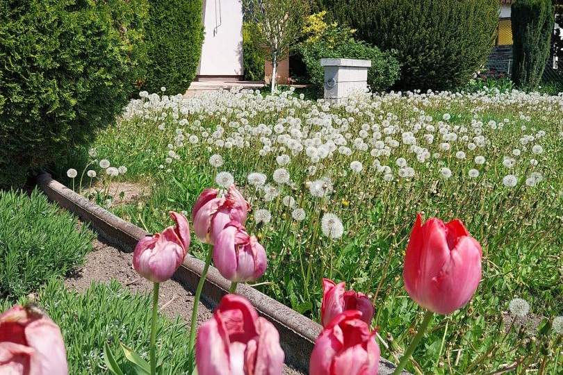 RUHEOASE MIT POOL AUF EIGENGRUND – KLEINGARTENHAUS "Frohes Schaffen" in 1210 WIEN, Haus-kauf, 349.000,€, 1210 Wien 21., Floridsdorf