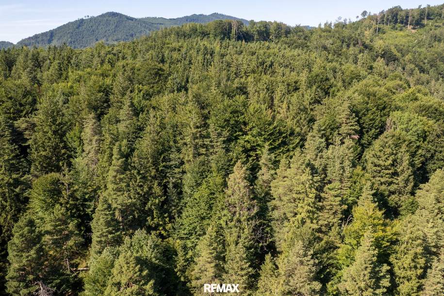 Naturnaher Mischwald mit ausgewogenem Laub- und Nadelholzbestand, Gewerbeobjekt-kauf, 240.000,€, 4563 Kirchdorf an der Krems