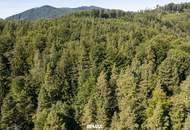 Naturnaher Mischwald mit ausgewogenem Laub- und Nadelholzbestand
