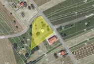 Grundstück mit 275 Stk. "UHUDLER" Weinstöcke in Winten im Südburgenland