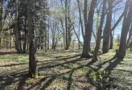 landwirtschaftlicher Grund mit Wald
