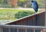 Altbauwohnung direkt neben dem wunderschönen Setagayapark! Gutes Preis-Leistungs-Verhältnis! Sehr gute Anbindung ins Stadtzentrum! Saniertes Altbau-Zinshaus - JETZT ANFRAGEN