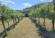 Freizeitgrundstück - Weingarten mit Gartenhütte
