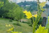 2 ERSCHLOSSSENE BAUGRÜNDE MIT OBSTBAUM-BESTAND UND WEINREBEN IM VULKANLAND DER SÜDOSTSTEIERMARK