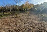 Bäume und Wiese mit Zufahrt und Parkmöglichkeit