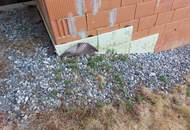 Einfamilienhaus in Traumlage mit Sanierungsbedarf
