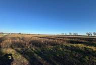 Ackerfläche Nähe Bad Radkersburg mit Altbestand